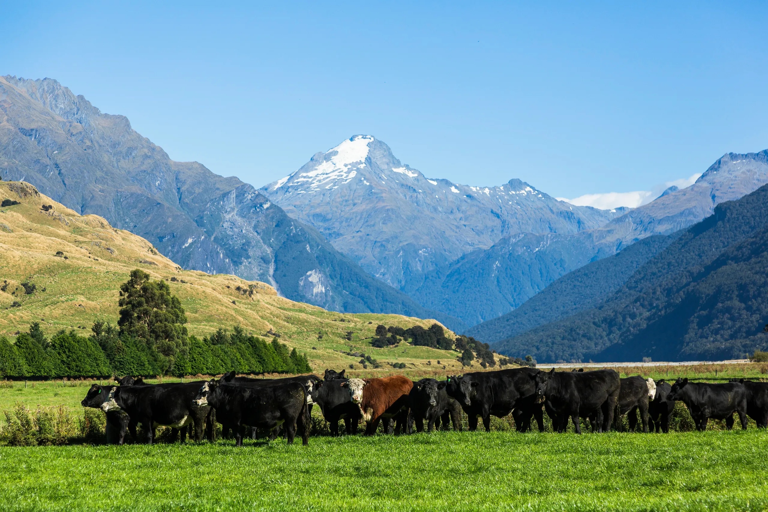 Mount Albert Station, Makarora, Makarora, Wanaka