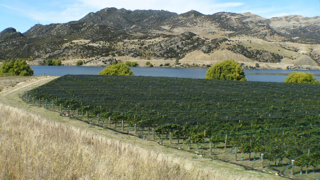 Central Otago Vineyard - Perfect Climate for Wine