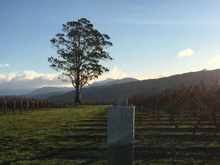 Proven Marlborough Vineyard