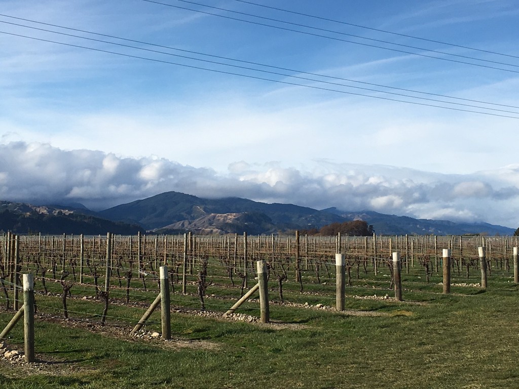 Proven Marlborough Vineyard