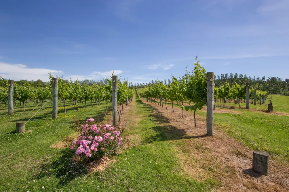 Vineyard and Cosy Cottage