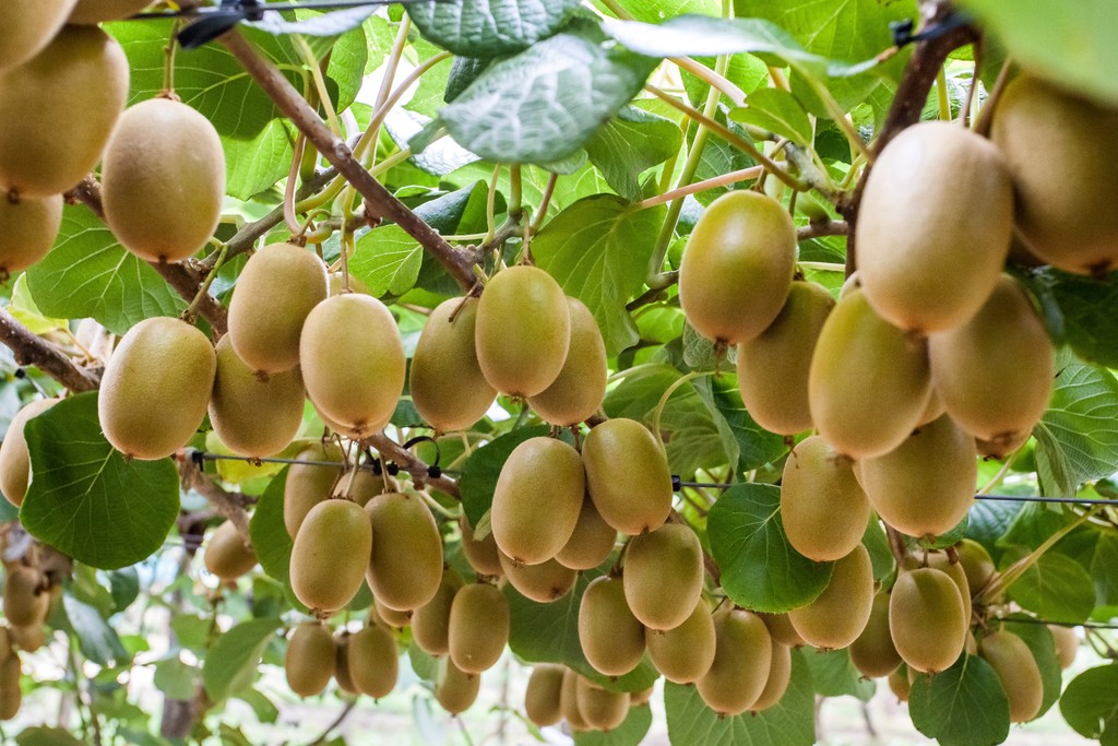 Opotiki Advantages Enhance Orchard Investment 