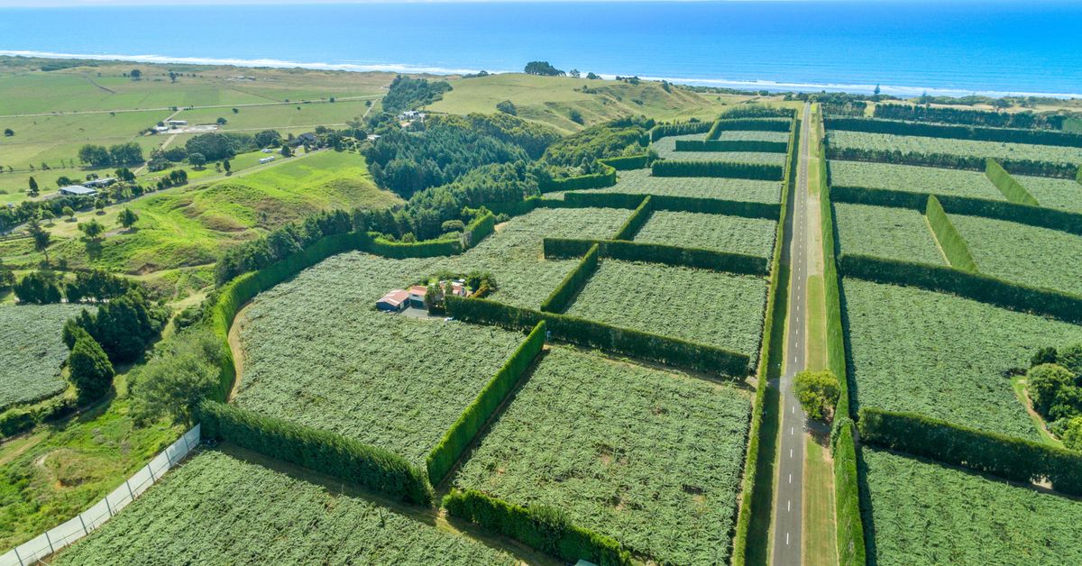 106 Beach Road, Tirohanga, Opotiki NZ Sotheby’s Realty NTTG00376