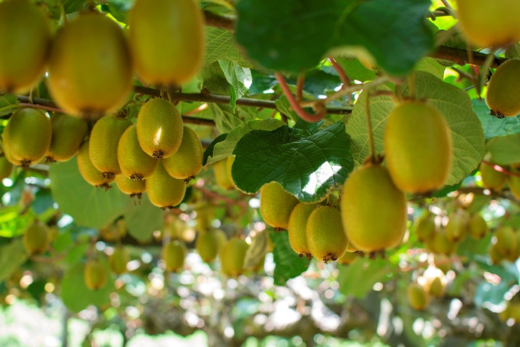 Oropi Organic Kiwifruit, Options For Lifestyle