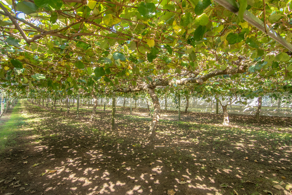 Gracious Country Grounds and High Yield Kiwifruit 