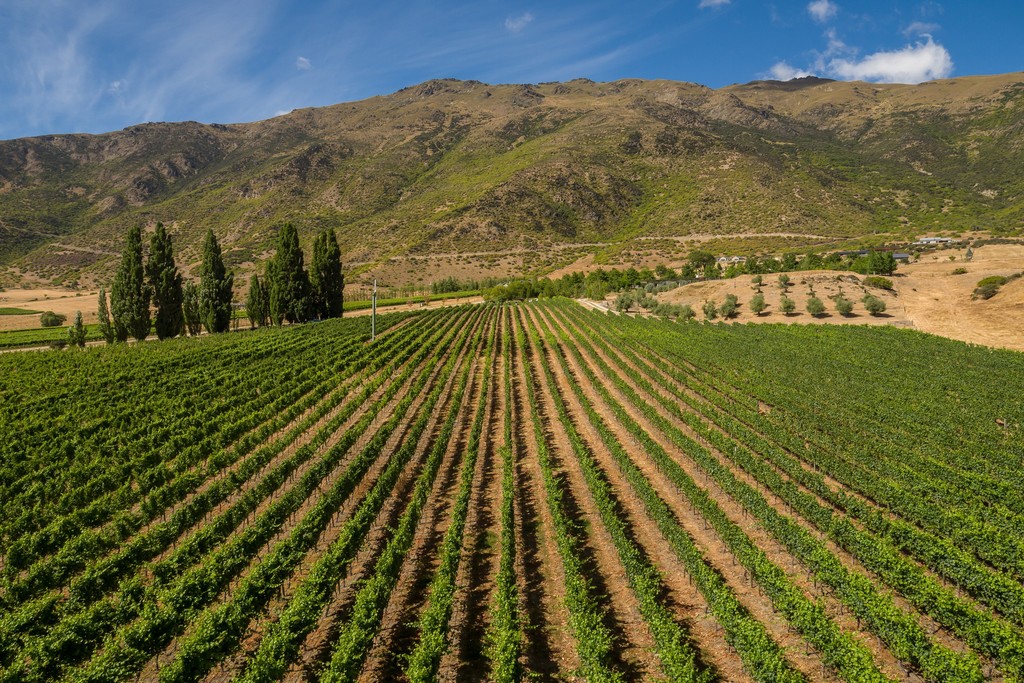 Gold Award Winning Vineyard