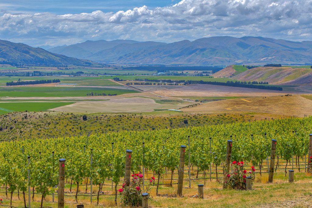 Outstanding Opportunity Premium Bendigo Pinot Noir