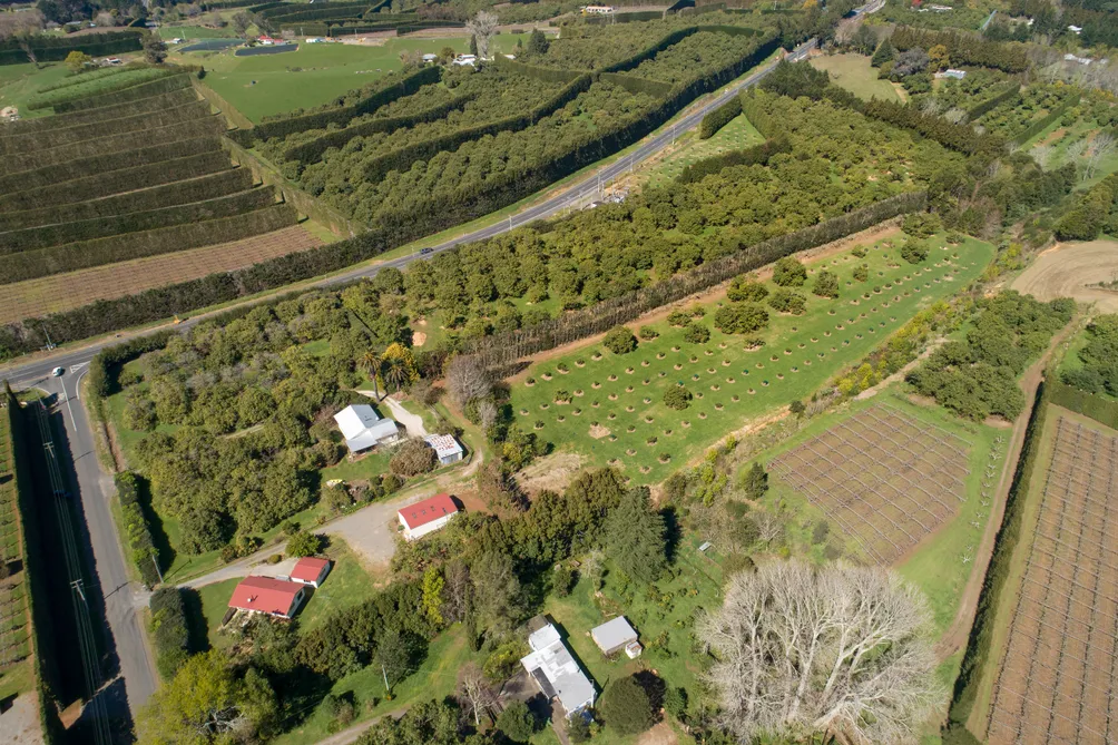 Double Avocado Orchard Yield Over Next Four Years 