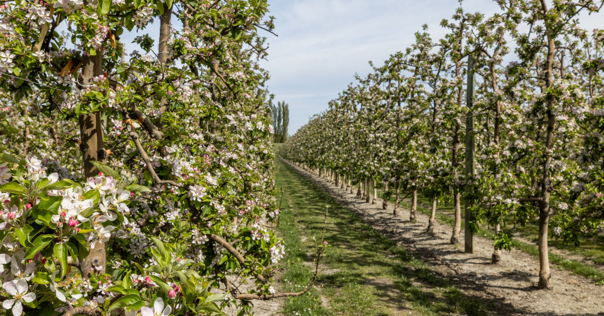 259 Brookfields Road, Meeanee, Napier NZ Sotheby’s Realty HBNP1489