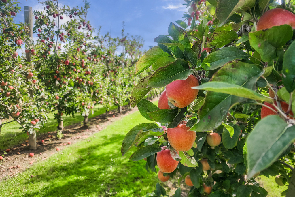 Exceptional Investment: 17.41 Ha Apple Orchard