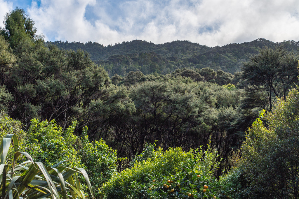 Marunui Conservation Living – Share 15