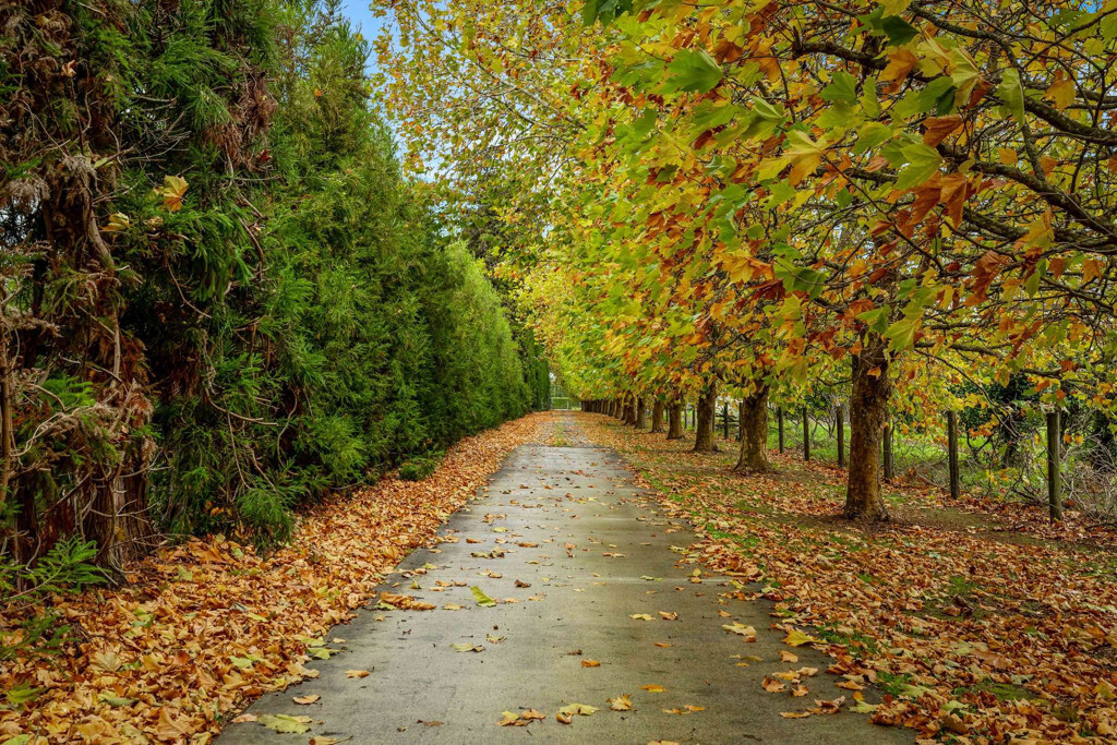Secure Estate Kiwifruit Sanctuary