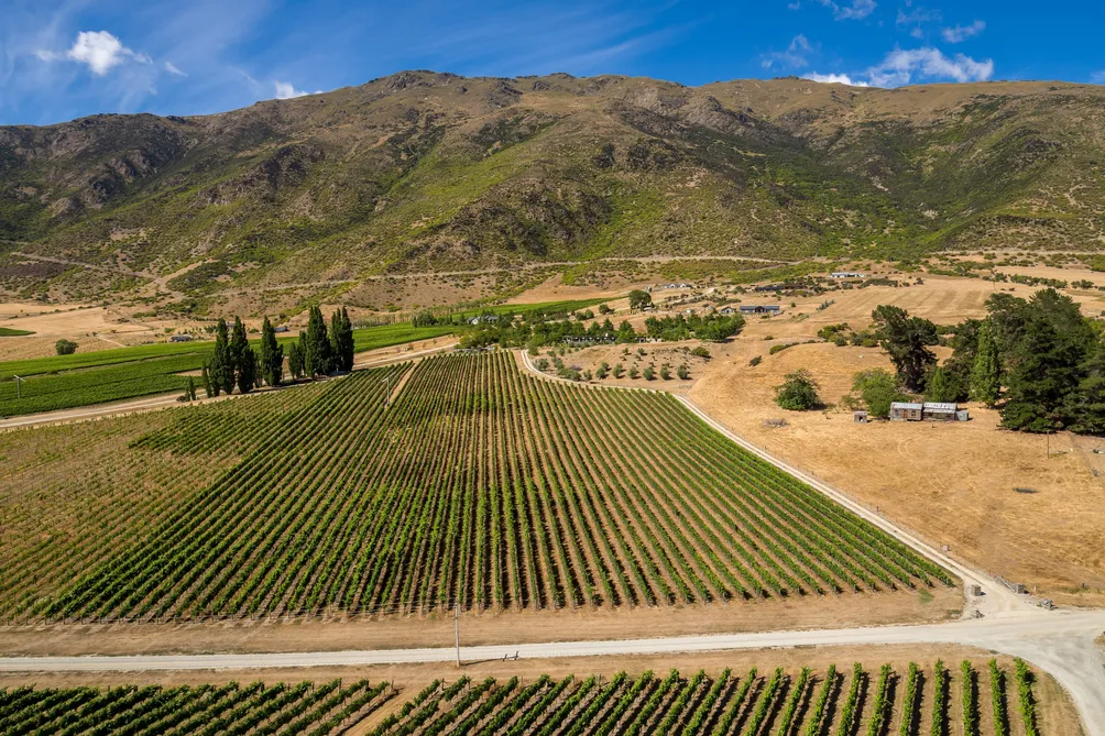 Award Winning Vineyard
