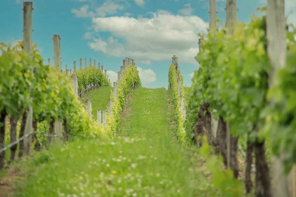 A Life Amongst the Vines